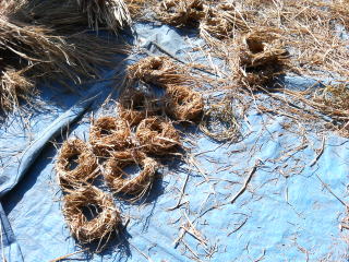 ���[�X�̓y��