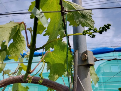 �����̎�