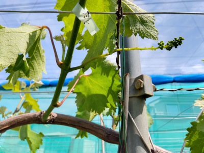 �����̎�