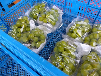 �V���C���}�X�J�b�g