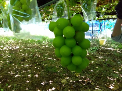 �V���C���}�X�J�b�g