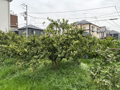 �����̙���