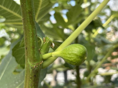 ���������̎�