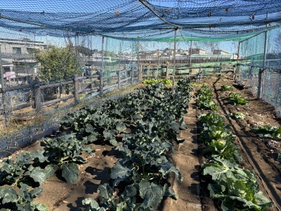 �L���x�c�ƃu���b�R���[