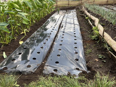 �卪�̎펪��