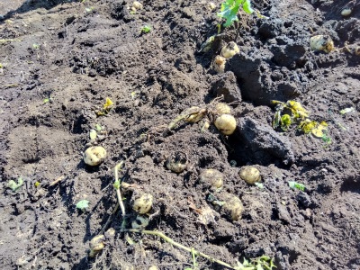 ���Ⴊ����