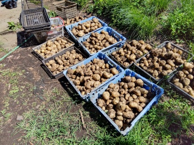 ���Ⴊ�����d����