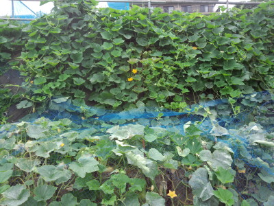 ���ڂ���