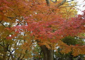 京都の秋２