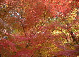 京都の秋４