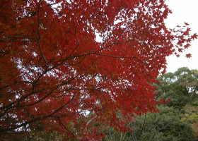 京都の秋５