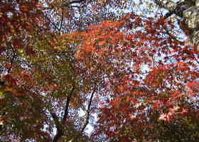 京都の秋１