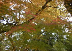 京都の秋３