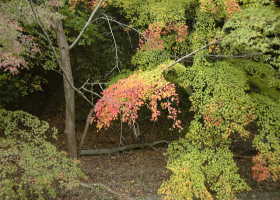 京都の秋６