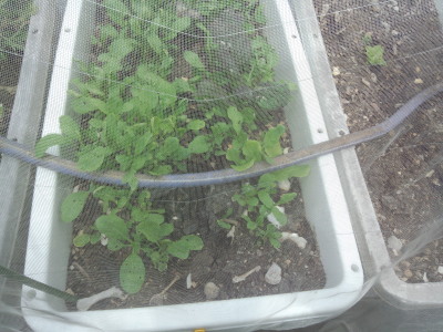 �x�C���[�t