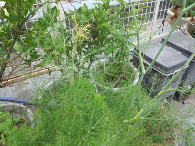 �t�F���l��