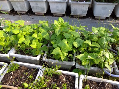 �C���Q��