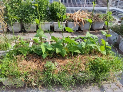 �C���Q��