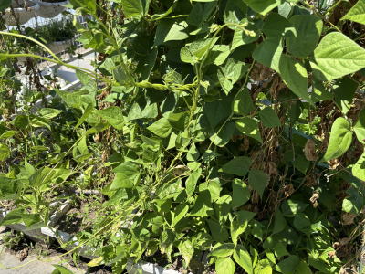 �C���Q��