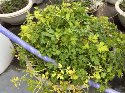 �C�^���A���p�Z��