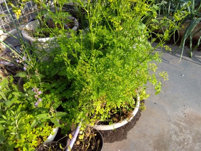 �C�^���A���p�Z��