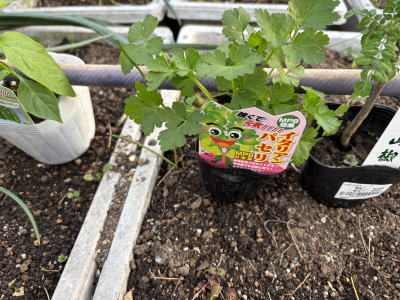 �C�^���A���p�Z��