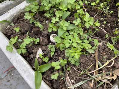 �C�^���A���p�Z��