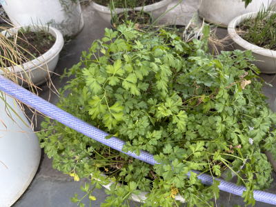 �C�^���A���p�Z��