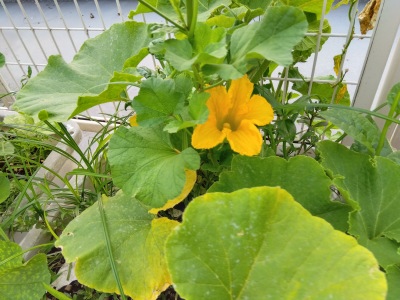 ���ڂ���