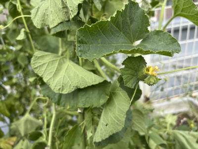 ���ڂ���