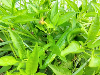 ���莛���h�q