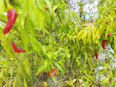 ���莛���h�q