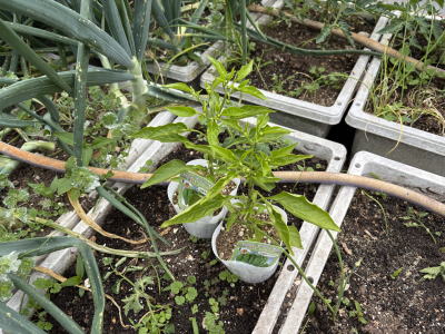 ���莛���h�q