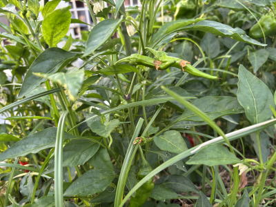 ���莛���h�q