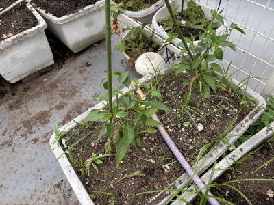 ���莛���h�q