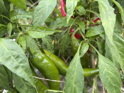 ���莛���h�q