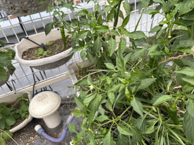 ���莛���h�q