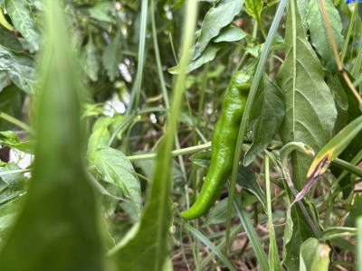 ���莛���h�q