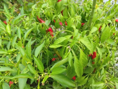 ���莛���h�q