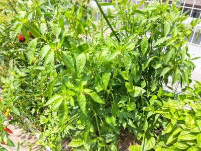 ���莛���h�q