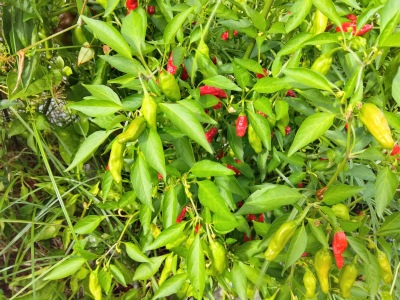 ���莛���h�q