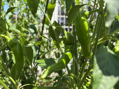 ���莛���h�q