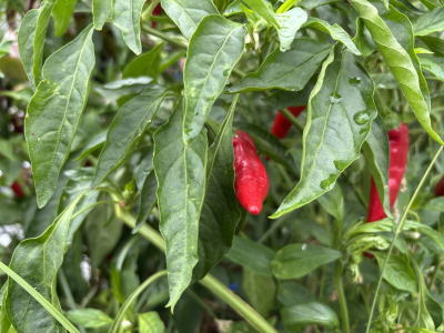 ���莛���h�q