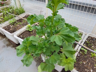 �����̂�