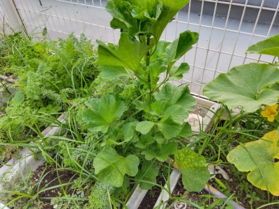 �����̂�