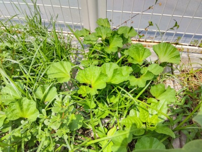 �����̂�