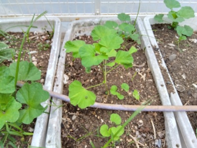 �����̂�