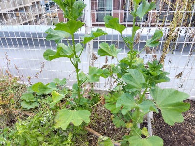 �����̂�