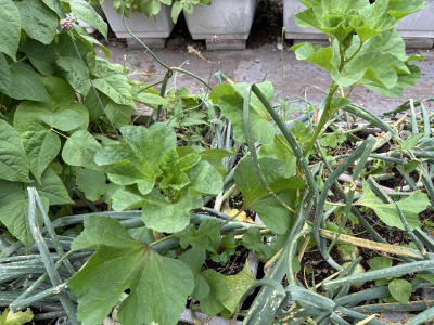 �����̂�