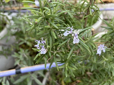 ���[�Y�}���[